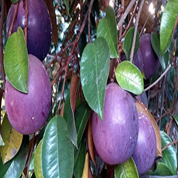 Milk_Fruit_Hybrid_Plant_Without_Pot
