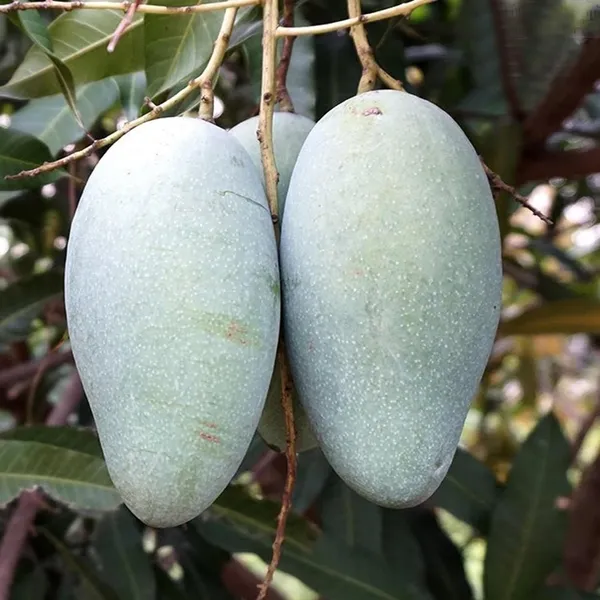 Thai_Catimon_Katimon_All_Time_Sweet_Fruit_Mango_Aam_Grafted_Fruit_Plant_(1.5-3_Feet_Height)