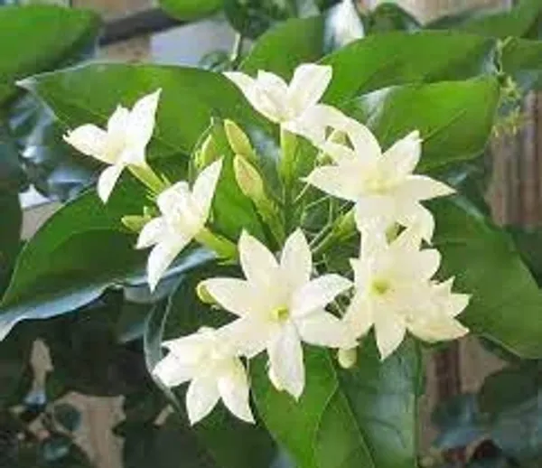 Bhutan_Mallika