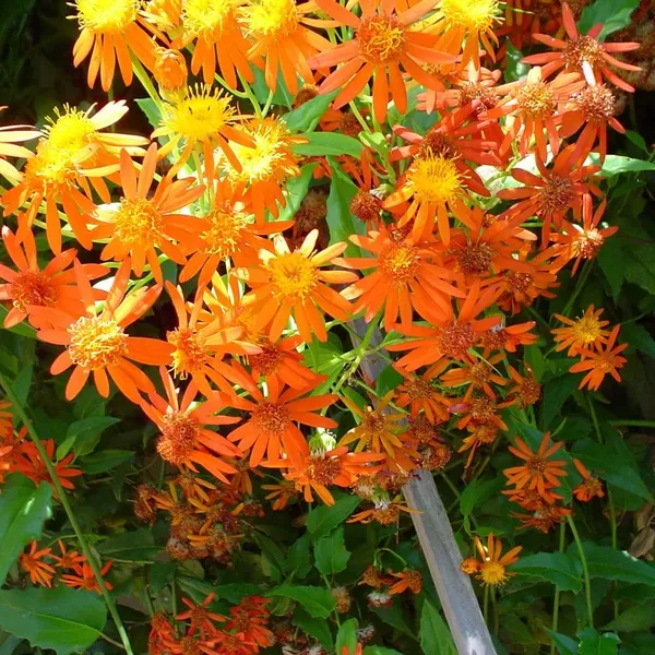 BONOBITHI_FLAME_PLANT