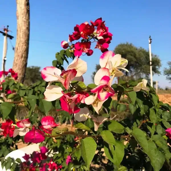 BOUGAINVILLEA_CHITRA_FLOWERING_(1.5-3_Feet_Height_Pack_Of_1)