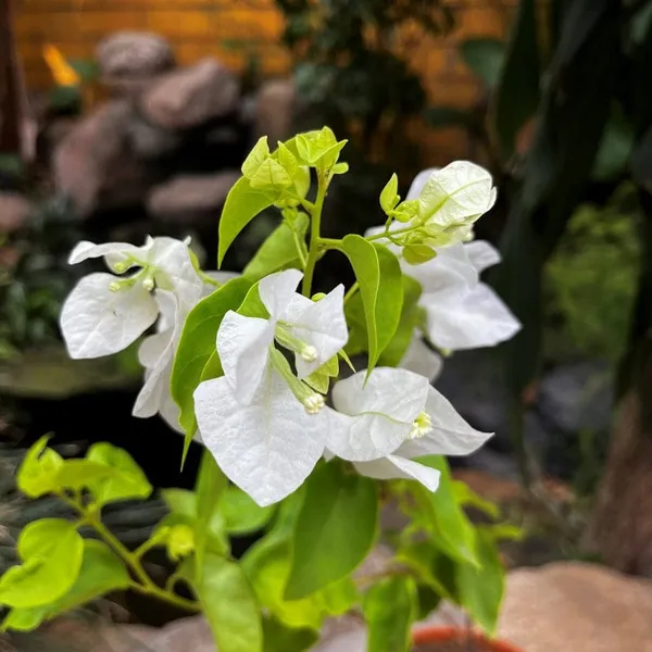 BOUGAINVILLEA_GLABRA_SNOW_WHITE