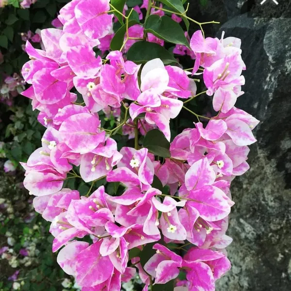 BOUGAINVILLEA_IMPERIAL_THAI_(1.5-3_Feet_Height_Pack_Of_1)