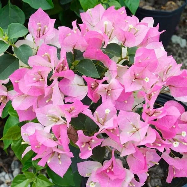 BOUGAINVILLEA_IMPERIAL_THAI_(1.5-3_Feet_Height_Pack_Of_1)