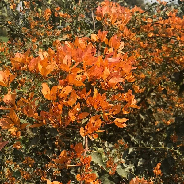 BOUGAINVILLEA_ORANGE_ORCHID_FLOWER__(1.5-2_Feet_Height_Pack_Of_1)