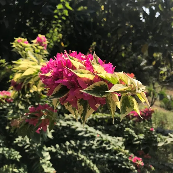 BOUGAINVILLEA_PIXIE_QUEEN_FLOWER