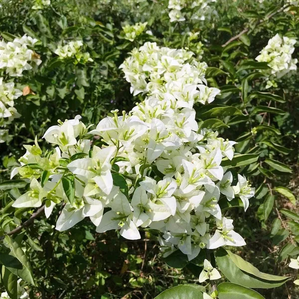 BOUGAINVILLEA_SHUBRA_FLOWERIN