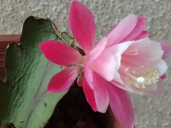 Pink_Brahma_Kamal_Nishi_Padma_Queen_Of_The_Night_Plant_(Pink_Colour)_-_1_Plant