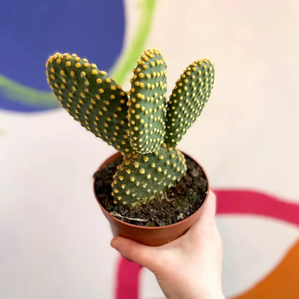 BUNNY_EARS_CACTUS(_LIVE_PLANT)