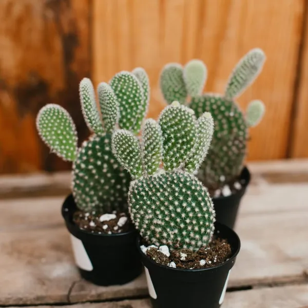 BUNNY_EARS_CACTUS(_LIVE_PLANT)
