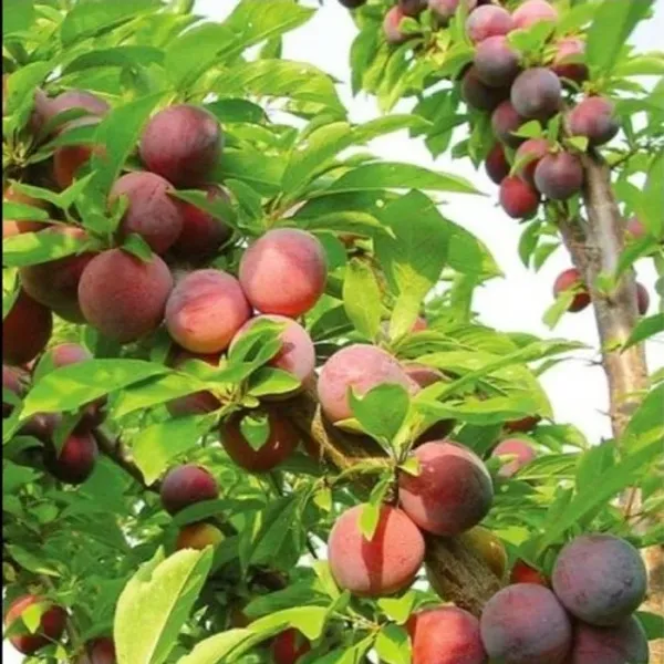 Alubukhara_(Plum)_Grafted_Fruit_Plant