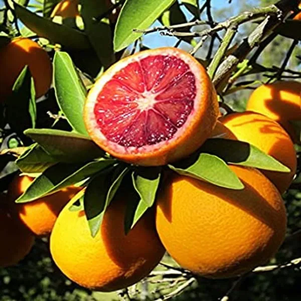 Hybrid_Moro_Blood_Orange_|_Grafted_Plant_(1.5-3_Feet_Height_Pack_Of_1)