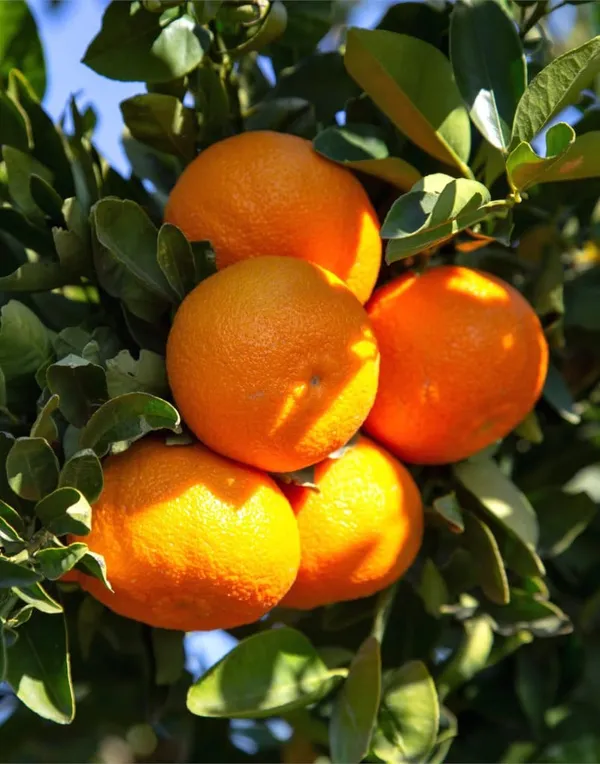 Hybrid_Moro_Blood_Orange_|_Grafted_Plant_(1.5-3_Feet_Height_Pack_Of_1)