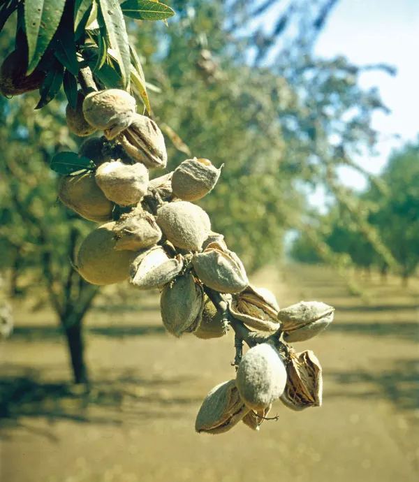 Badam_Tree_Indian_Almond_Tree_Terminalia_Catappa_Plant