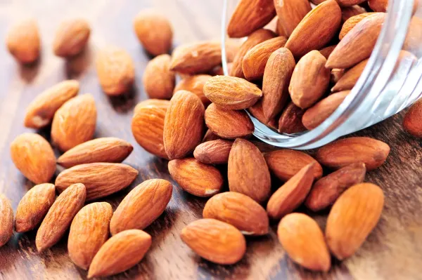 Badam_Tree_Indian_Almond_Tree_Terminalia_Catappa_Plant