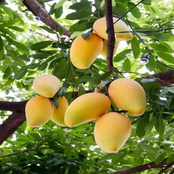 Baganpalli_Mango_Plant_|_Hybrid_Grafted_Plant_(1.5-2_Feet_Height_Pack_Of_1)