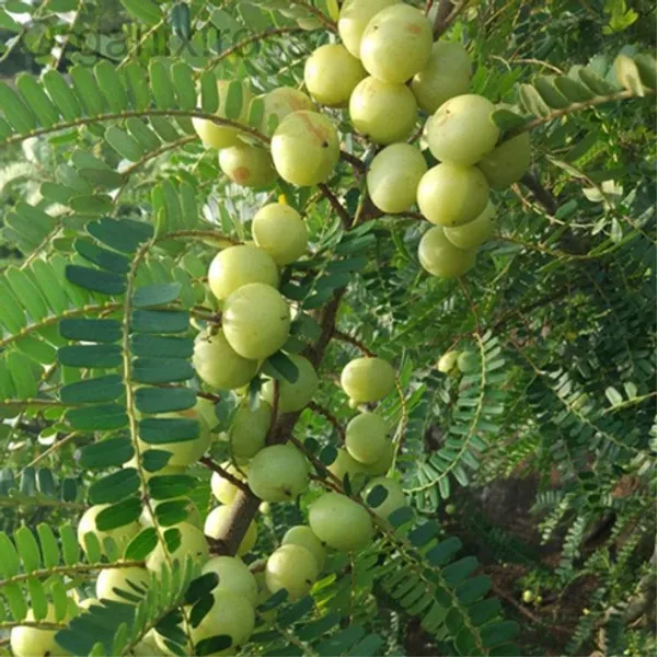 Banarasi_Amla_Plant__Gooseberry_Phyllanthus_Emblica_Herba_Hybrid_Fruit_Plant
