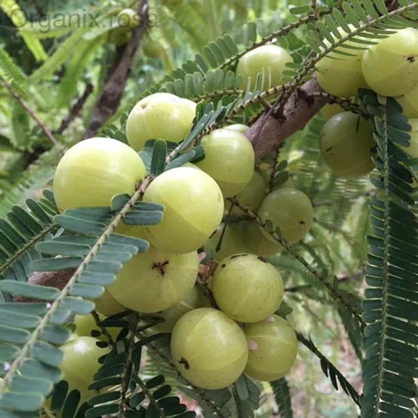 Banarasi_Amla_Plant__Gooseberry_Phyllanthus_Emblica_Herba_Hybrid_Fruit_Plant