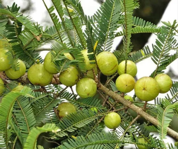 Banarasi_Amla_Plant__Gooseberry_Phyllanthus_Emblica_Herba_Hybrid_Fruit_Plant