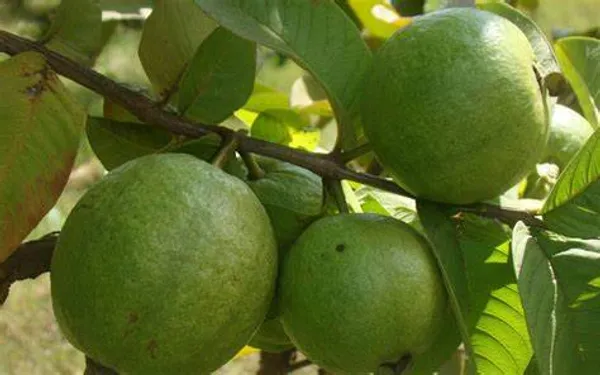 Thai-10_Guava_Hybrid_Plant_1.5-3.5_Ft