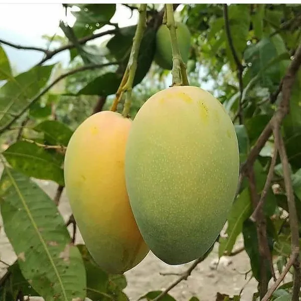 Baramasi_Amm_|_All_Time_Mango_Plant_|_Grafted_Pack_Of_1