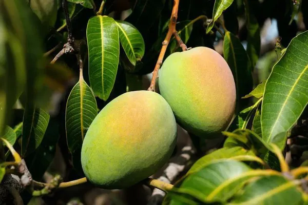 Baramasi_Amm_|_All_Time_Mango_Plant_|_Grafted_Pack_Of_1