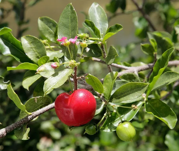 Barbados_(Grafted)_Cherry_Plant_(Pack_Of_1)