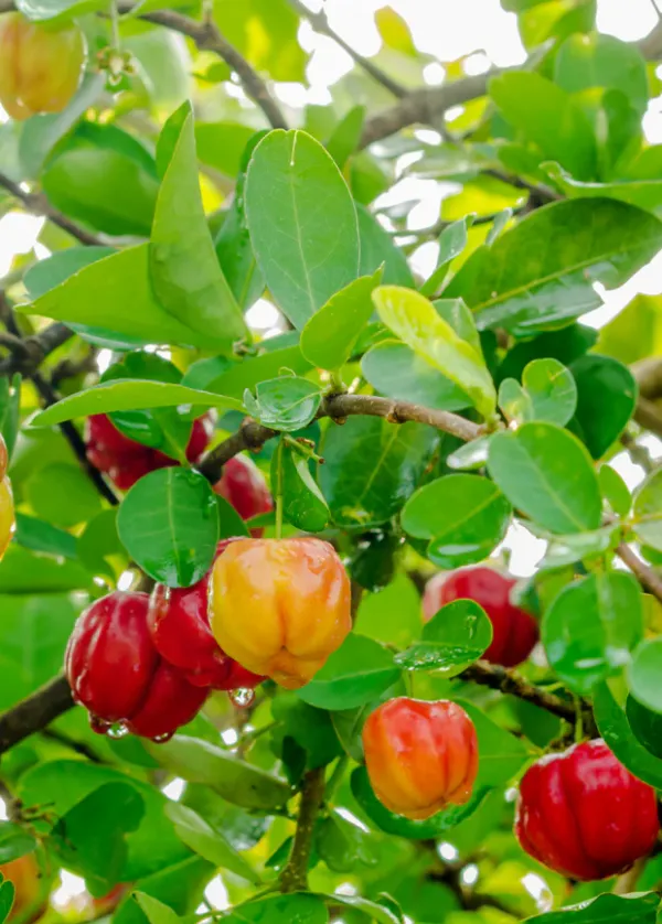 Barbados_(Grafted)_Cherry_Plant_(Pack_Of_1)