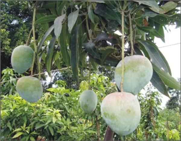 Bari_4_Hybrid_Mango_Fruit_Plant_&_Tree_(Pack_Of_1)