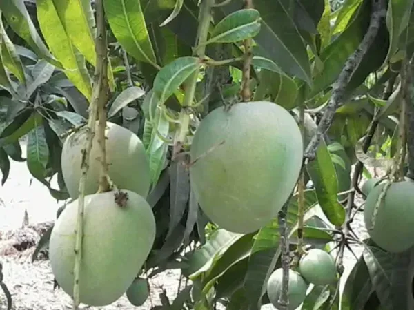 Bari_4_Hybrid_Mango_Fruit_Plant_&_Tree_(Pack_Of_1)