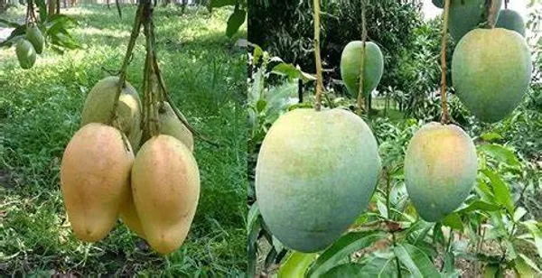 Bari_4_Hybrid_Mango_Fruit_Plant_&_Tree_(Pack_Of_1)