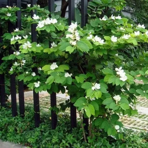 Bauhinia_Acuminata_White_Flower_Plant