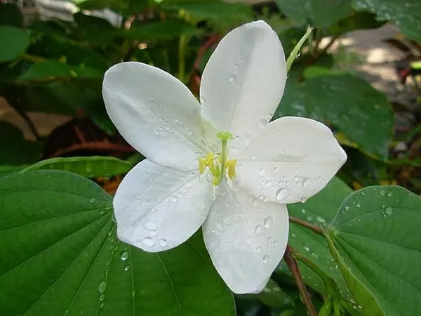 Bauhinia_Acuminata_White_Flower_Plant