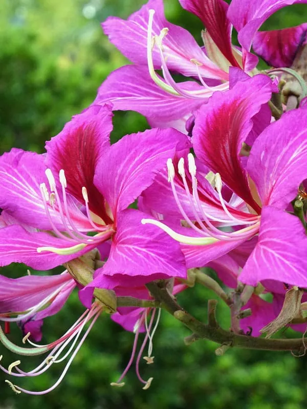 Bauhinia_Purpurea_(Hybrid_Pink)