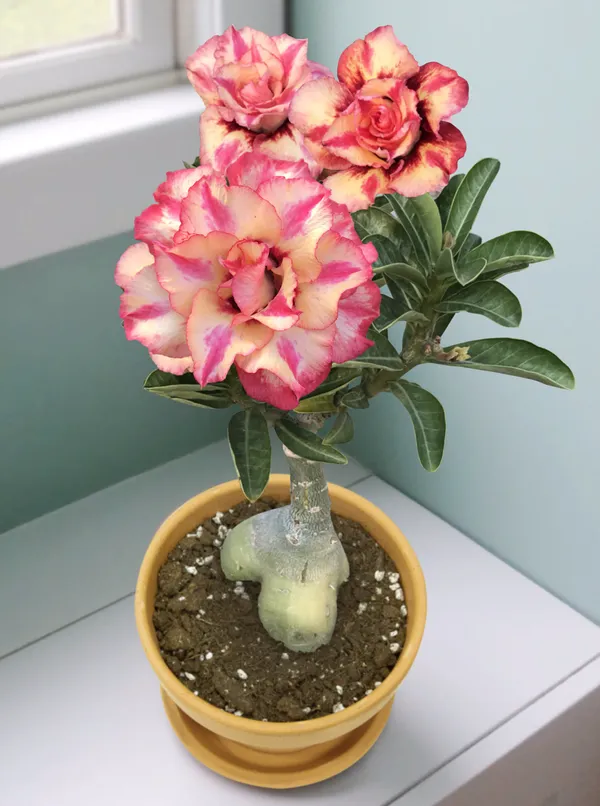 Beautiful_Adenium_Desert_Rose_Flowering_Plant_&_Tree_For_Your_Sweet_Home_Gardening_(Hybrid,_Pack_Of_1)