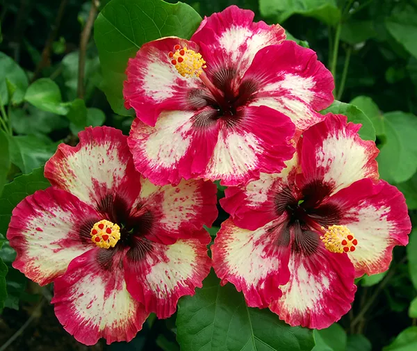 Beautiful_American_(Grafted)_Hibiscus_Flowering_Plant_(Pack_Of_1)