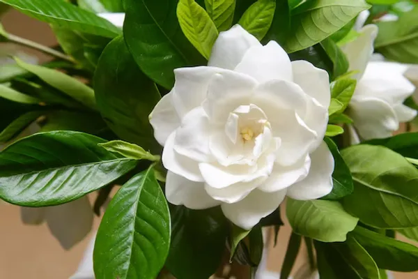 Beautiful_Gardenia_Gandhraj_Flower_Plant_For_Garden