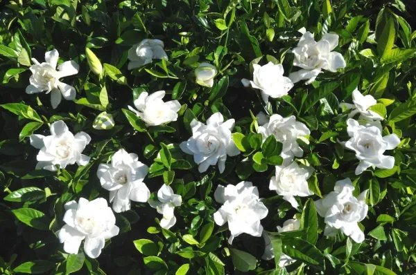 Beautiful_Gardenia_Gandhraj_Flower_Plant_For_Garden