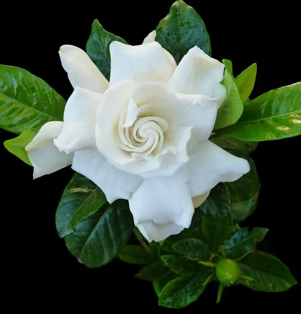Beautiful_Gardenia_Gandhraj_Flower_Plant_For_Garden