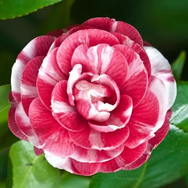 Beautiful_Multicolor_Camellia_Flower_Plant_For_Gardening