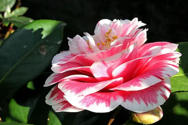 Beautiful_Multicolor_Camellia_Flower_Plant_For_Gardening