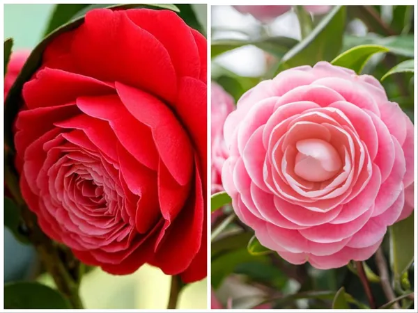 Pack_Of_2_Beautiful_Red_And_Pink_Camellia_Flower_Plant_Combo