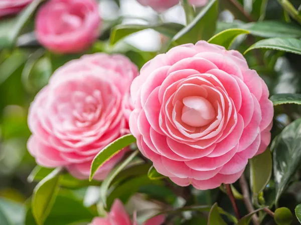 Pack_Of_2_Beautiful_Red_And_Pink_Camellia_Flower_Plant_Combo
