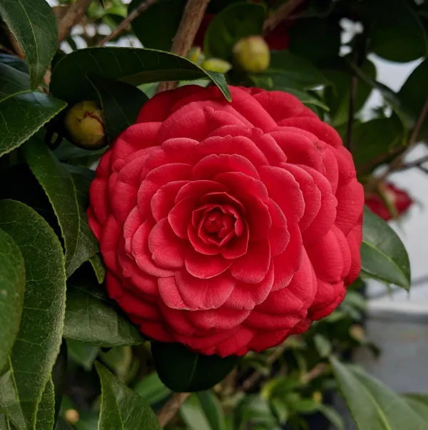 Beautiful_Red_Camellia_Flower_Plant_Hybrid_For_Home_Garden_Decor