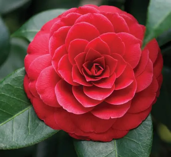 Beautiful_Red_Camellia_Flower_Plant_Hybrid_For_Home_Garden_Decor