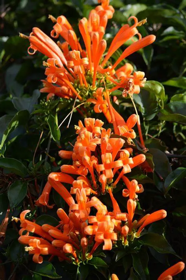 Beautiful_Venusta_(Creeper)_Flower_Plant_For_Your_Home_Decoration_&_Gardening