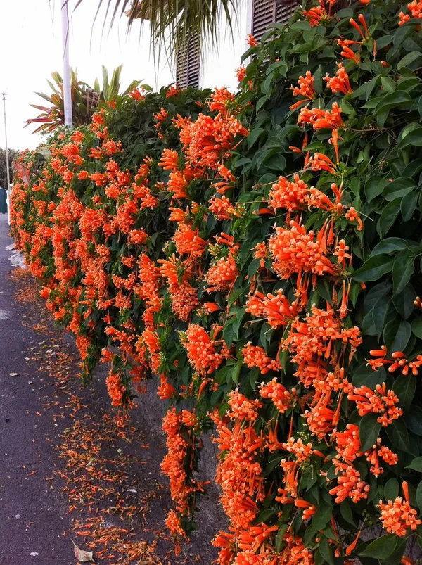 Beautiful_Venusta_(Creeper)_Flower_Plant_For_Your_Home_Decoration_&_Gardening