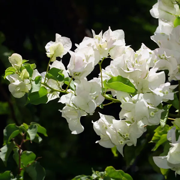 Beautiful_White_Bougainvillea_Flower_Plant_For_Garden_Decor