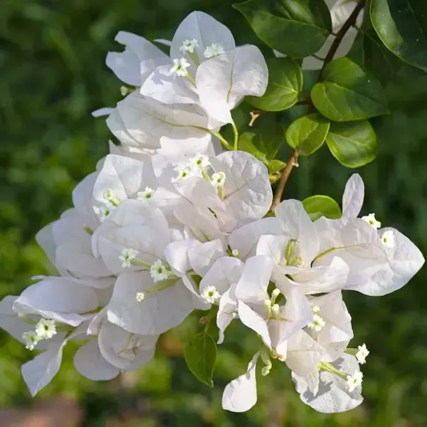 Beautiful_White_Bougainvillea_Flower_Plant_For_Garden_Decor