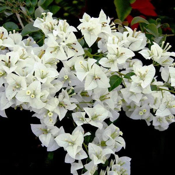 Beautiful_White_Bougainvillea_Flower_Plant_For_Garden_Decor